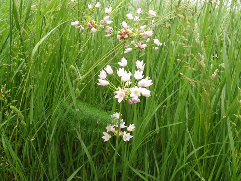 Allium maremmano - Allium roseum